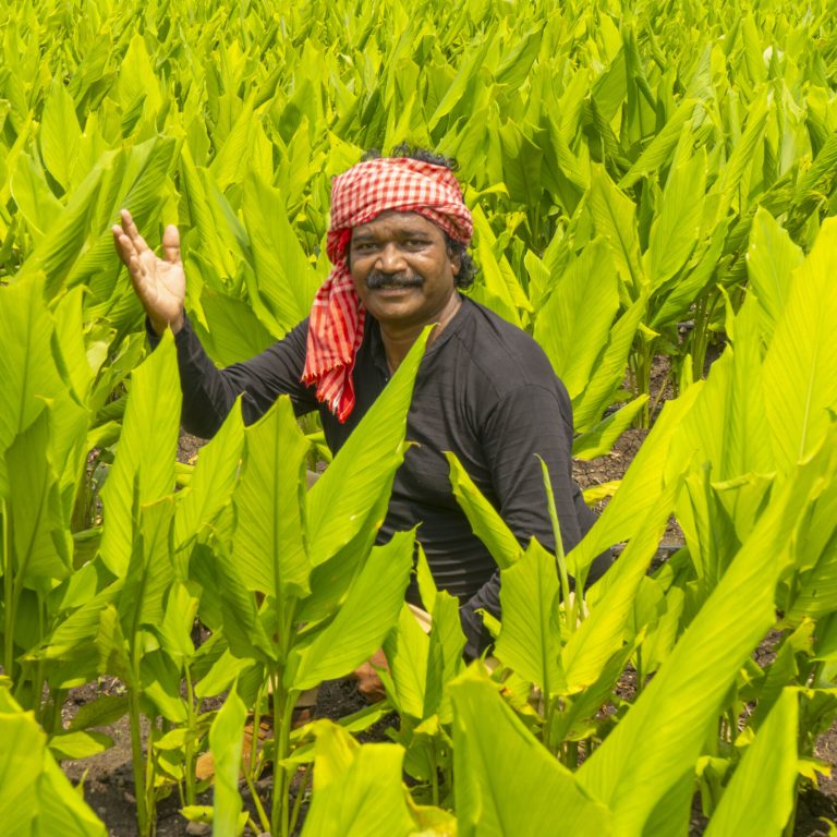 Happy Indian farmer at green turmeric agriculture field.
